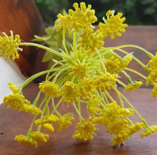 Sonnenschein Bad Liebenwerda